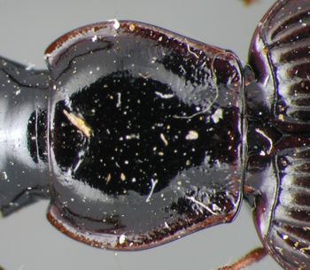 Media type: image;   Entomology 33020 Aspect: pronotum dorsal